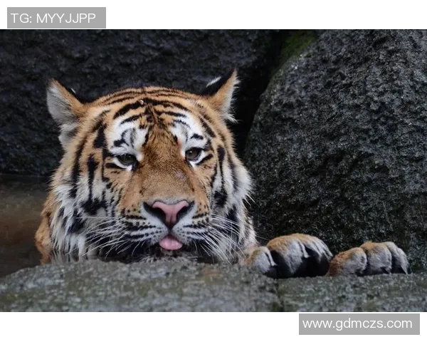 足球女球星老虎头像展示魅力风采激励年轻球员追梦之路